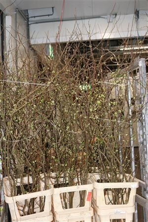 Chaenomeles Superba White 160 180cm