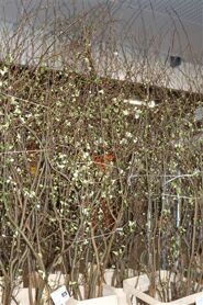 Chaenomeles Superba White 180 200cm