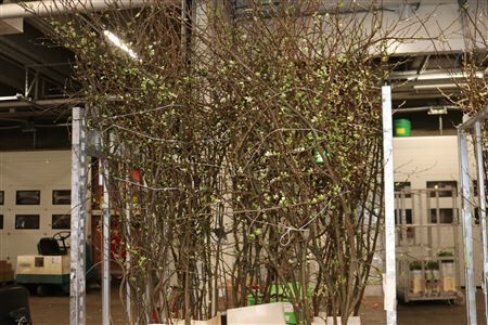 Chaenomeles Superba White 200 240cm