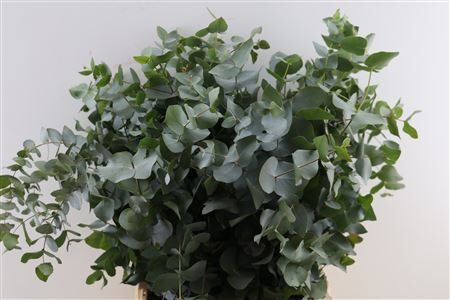 Euca Cinerea 200gr P Bunch