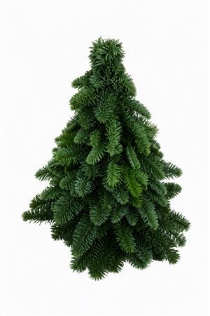 Nobilisboom 40cm