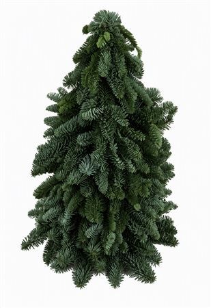 Nobilisboom 60cm