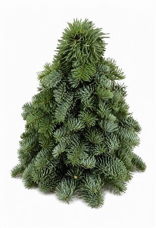 Nobilisboom 30cm