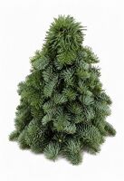 Nobilisboom 30cm