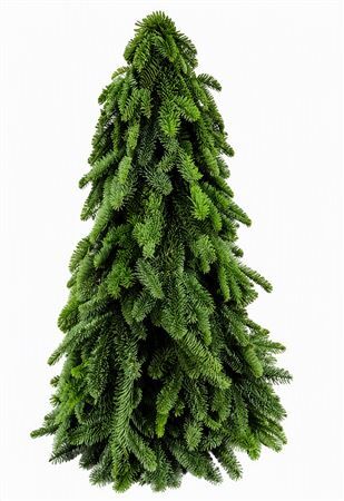 Nobilisboom 120cm