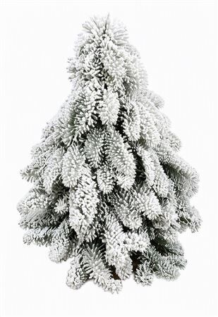 Nobilisboom Snow 30cm