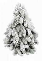 Nobilisboom Snow 30cm