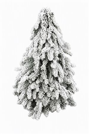 Nobilisboom Snow 60cm