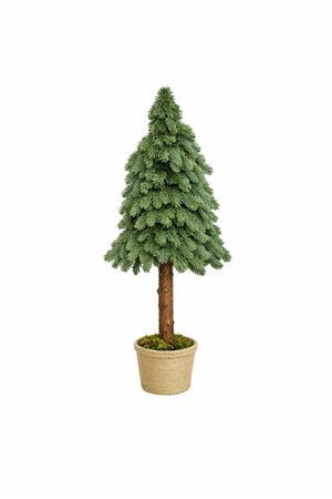 Nobilisboom Op Stam 200cm Betonpot
