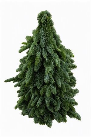 Nobilisboom 80cm