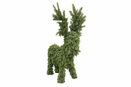 Nobilis Rendier 160cm