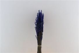 Pres Lavendel Dark Blue Super Bunch