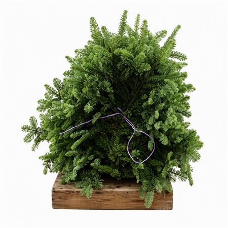 Nobilis Lilaband 5kg Bundle