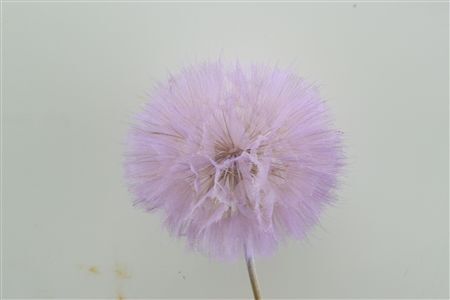 Pres Puste Flower Baby Satin Violet