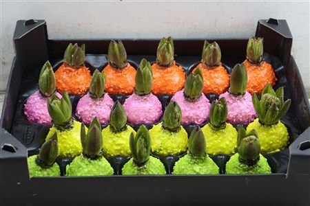 Wax Hyacinth Korrel Mix