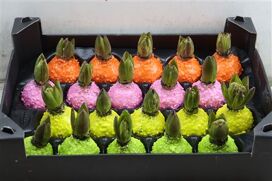 Wax Hyacinth Korrel Mix