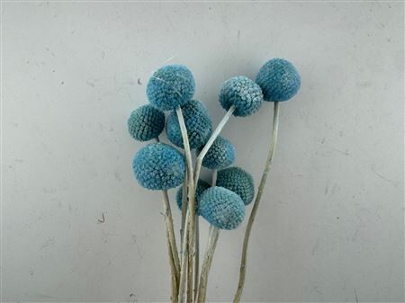 Pres Craspedia Giant 10pcs L Blue Bunch