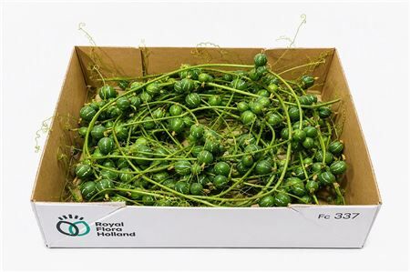 Sier Cuc Diplocyclos P Box