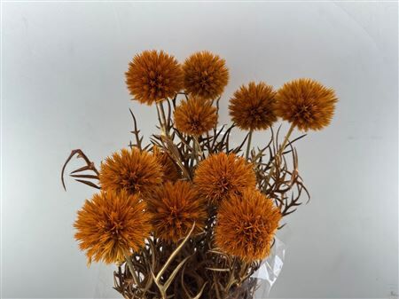 Pres Echinops 10pc Orange Bunch