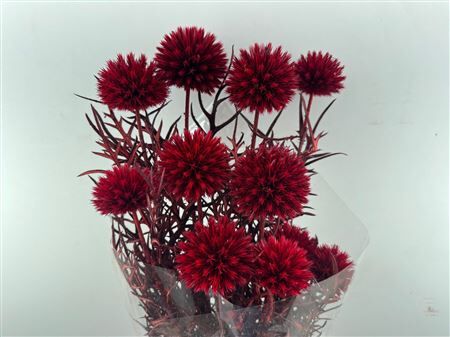 Pres Echinops 10pc Red Bunch