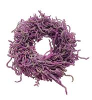 Wr Snake Limonium Naturel 40cm