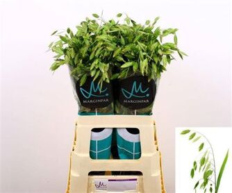 Siergras Chasmanth Lat Mantis