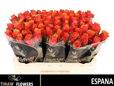 R Gr Espana