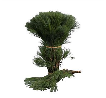 Pinus Strobus Seidenkiefer Extra 65 Cm