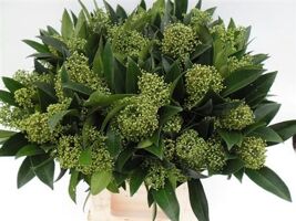 Skimmia Kew Green Pb