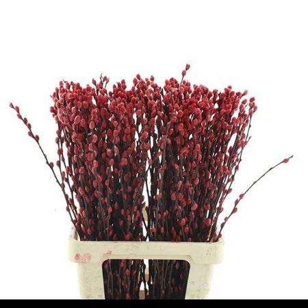 Salix Wilgenkatjes Red 70cm P Stem