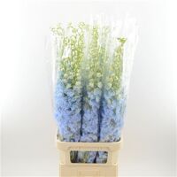 Delphinium Boy