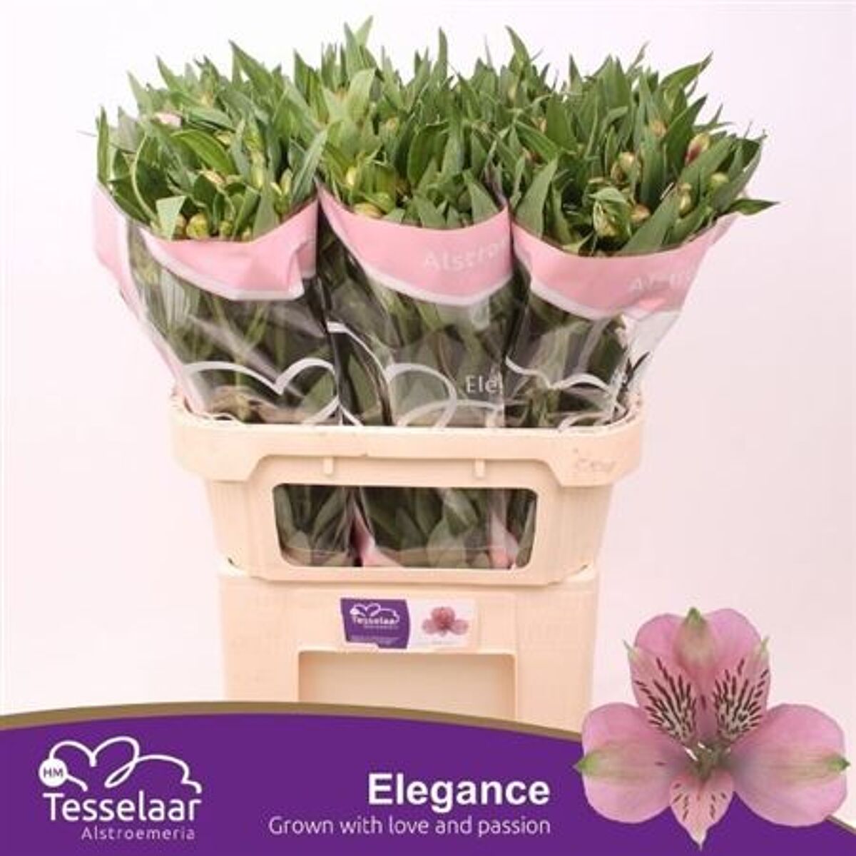 Alstr Elegance | Greenflor