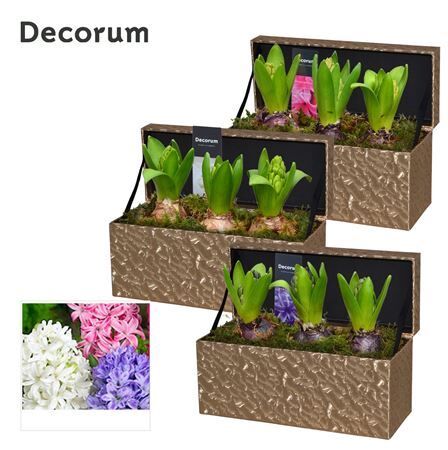 Hya A Hl14952 Golden Giftbox