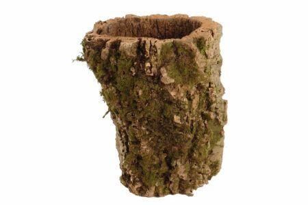 Pot Corktree Medium