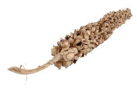 Coco Torch D. Cacha Naturel