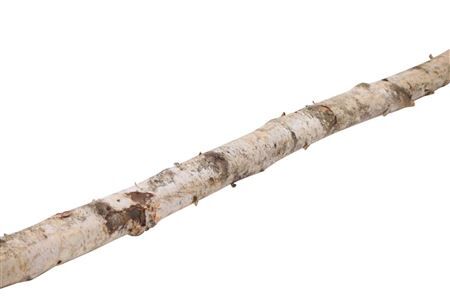 Birch Stem 6-8cm L200