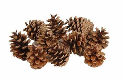 Pinecone Oostenrijker 10kg Natural