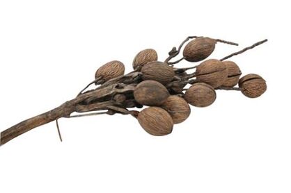 Coco Finger Branch