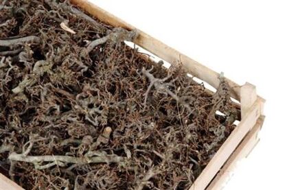 Bonsai Wood Naturel P Crate
