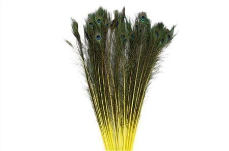 Feather Peacock L90-100 Natural Yellow