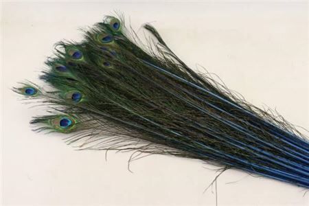 Feather Peacock L90-100 Naturel Dark Blue