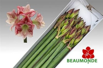 Hipp Ga Flamenco Queen