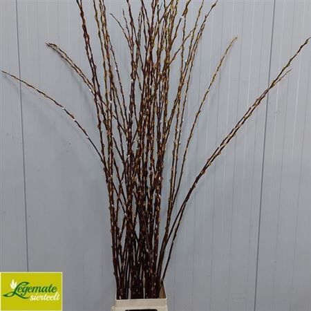Salix Magical Silver