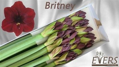 Hipp Ga Britney