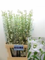 Delph Du Candle Wh Shades