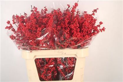 Ilex Magical Crimson