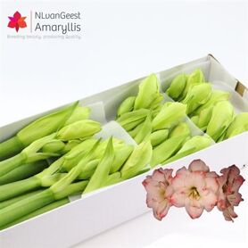 Hipp Dg Amadeus Candy