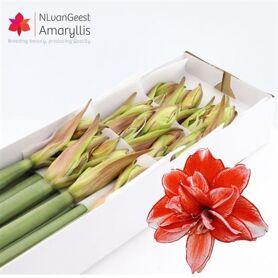 Hipp Dg Flamed Amadeus