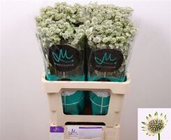 Astrantia Billion Stars