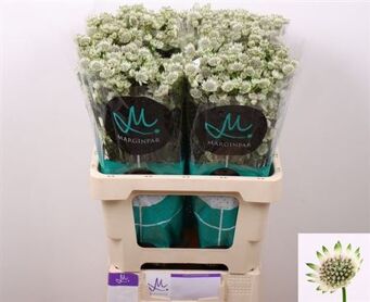 Astrantia Billion Stars